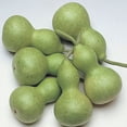 thumbnail image 1 of Gourd Seeds, Bottle - Miniature - 4 Oz ~1800 Seeds - Non-GMO, Heirloom - Vegetable Garden, 1 of 1