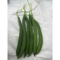 thumbnail image 1 of Gourd Seeds - Buab Liam - Hybrid - 3 g Packet ~15 Seeds - Non-GMO, F1 Hybrid - Asian Garden Vegetable, 1 of 1