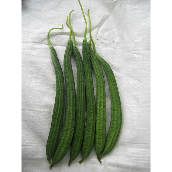 Gourd Seeds - Buab Liam - Hybrid - 3 g Packet ~15 Seeds - Non-GMO, F1 Hybrid - Asian Garden Vegetable