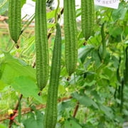 Gourd Seeds - Buab Moom - Hybrid - 2 g Packet 10 Seeds - Non-GMO, F1 Hybrid - Asian Garden Vegetable