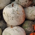 thumbnail image 1 of Gourd Seeds - Bushel - 5 Lb Bulk ~67,200 Seeds - Lagenaria siceraria - Farm & Vegetable Garden Seeds - Non-GMO, Heirloom Gardening, 1 of 7