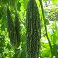 thumbnail image 1 of Gourd Seeds - Dark Jade - Hybrid - 1 Oz ~140 Seeds - Non-GMO, F1 Hybrid - Asian Garden Vegetable, 1 of 1
