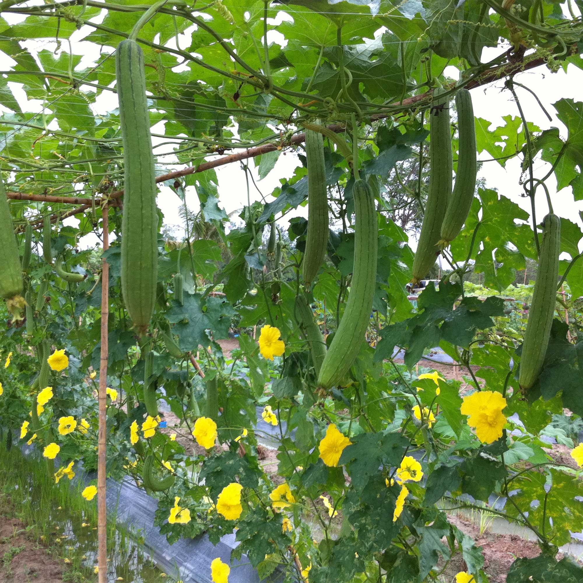 Gourd Seeds - Dok - Hybrid - 1 Lb ~2240 Seeds - Non-GMO, F1 Hybrid - Asian Garden Vegetable