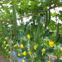 Gourd Seeds - Dok - Hybrid - 3 g Packet ~15 Seeds - Non-GMO, F1 Hybrid - Asian Garden Vegetable