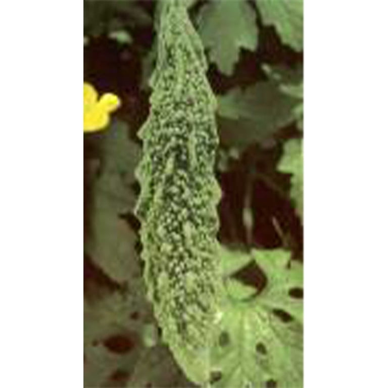 Aazon.co : KIRA SEEDS - Chinese Cabbage Bok Choy - Heirloo Vegetable - GO Free Aazon.co : KIRA SEEDS - Chinese Cabbage Bok Choy - Heirloo Vegetable - GO Free