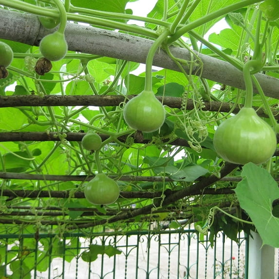 Gourd Seeds - NAM Tao Klom - Hybrid - 3 g Packet ~15 Seeds - Non-GMO, F1 Hybrid - Asian Garden Vegetable