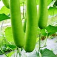 thumbnail image 1 of NAM Tao Ngam Gourd Seeds – India Type Hybrid, Non-GMO, F1 Hybrid – 3g Packet (~15 Seeds) – Asian Garden Vegetable for Planting – High Germination Rate, Ideal for Farm, Home & Gardening, 1 of 7