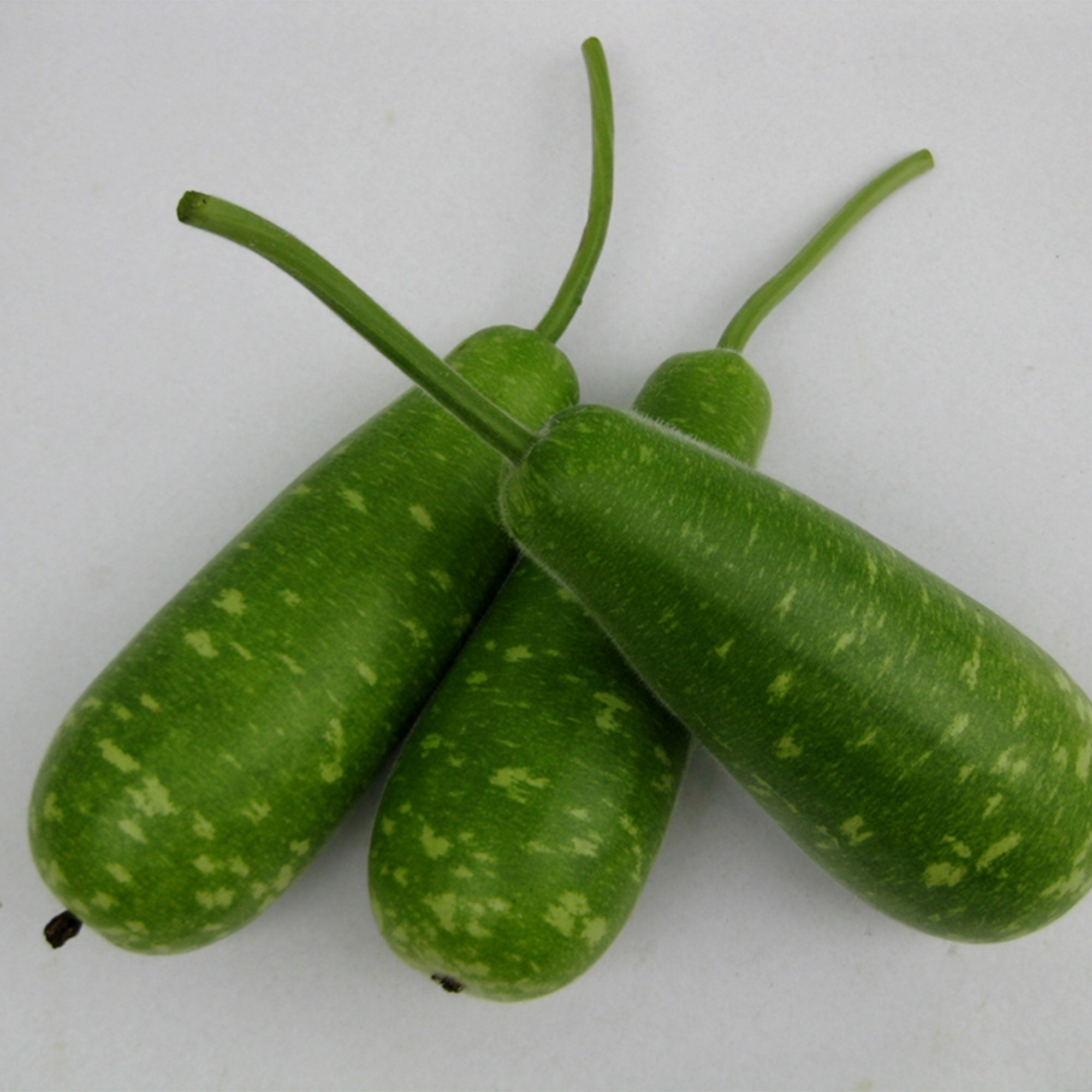 Gourd Seeds - Nam Tao Yai - Hybrid - 1 Lb ~2240 Seeds - Non-GMO, F1 Hybrid - Asian Garden Vegetable