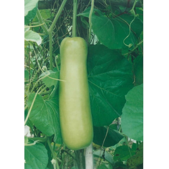 Gourd Seeds - Nam Tao Yao - 1 Lb ~2240 Seeds - Non-GMO, Heirloom - Asian Garden Vegetable