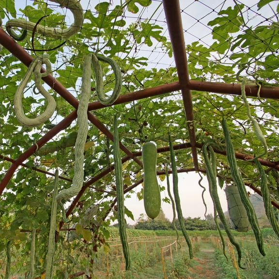 Gourd Seeds - Snake - 1 Lb ~13,440 Seeds - Trichosanthes cucumerina - Farm & Garden Vegetable Seeds - Non-GMO, Heirloom, Open Pollinated, Annual