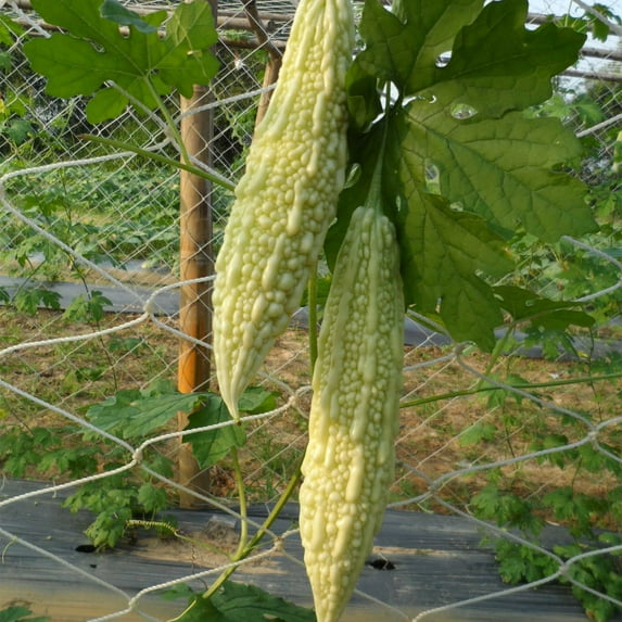 Gourd Seeds - White - Hybrid - 1 Lb ~2240 Seeds - Non-GMO, F1 Hybrid - Asian Garden Vegetable