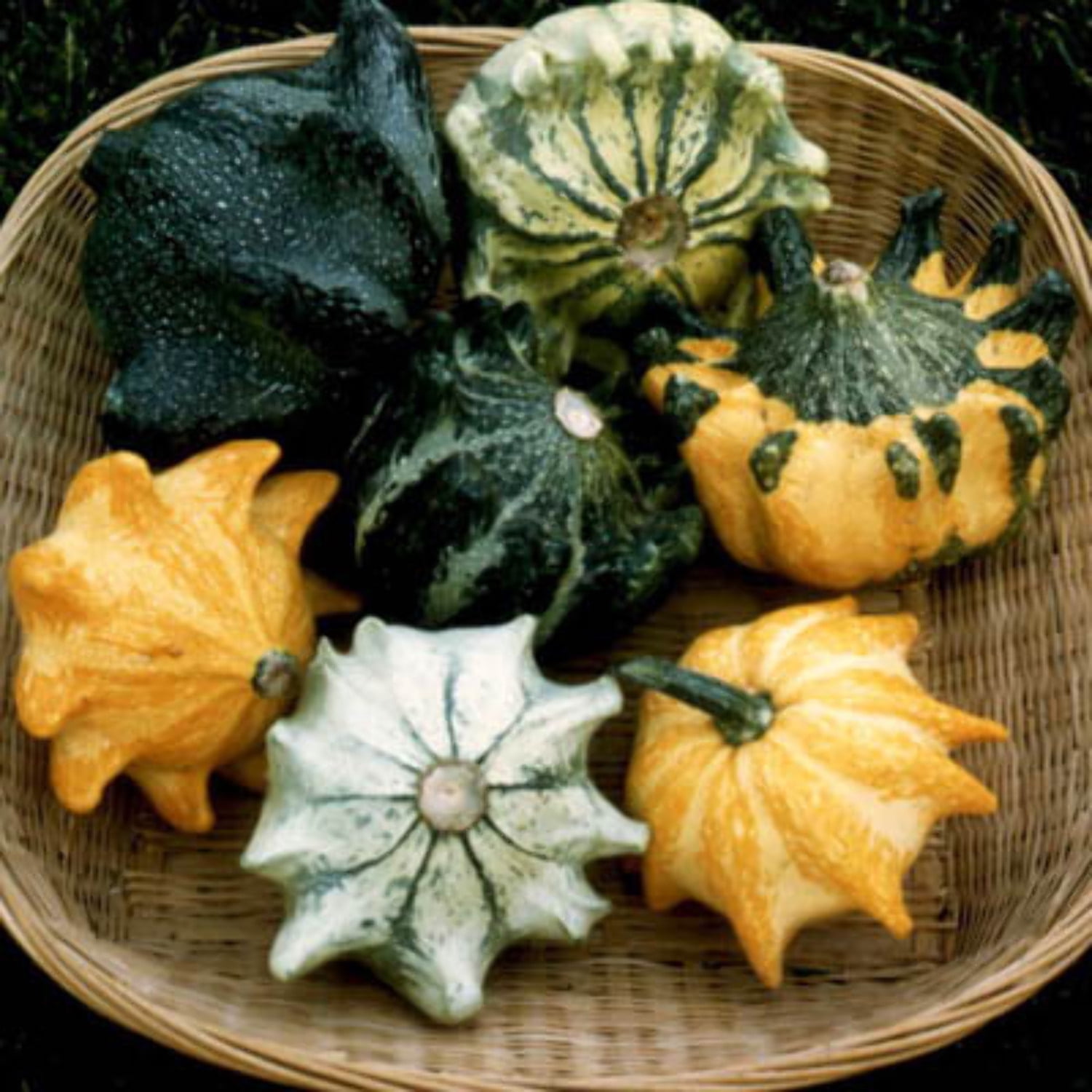 Gourd Shenot Crown of Thorns Seed, Untreated, 1/4 Pound