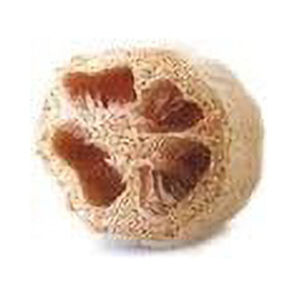 Gourd Sponge Luffa Great Heirloom Vegetable By Seed Kingdom BULK 200 Seeds