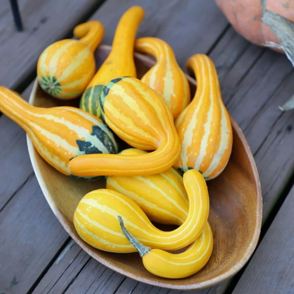Gourd Spoon Seed, Untreated, 25 Seeds