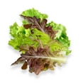 Gourmet Looseleaf Lettuce Blend OIF8 Complete Seed Pod Plugs with