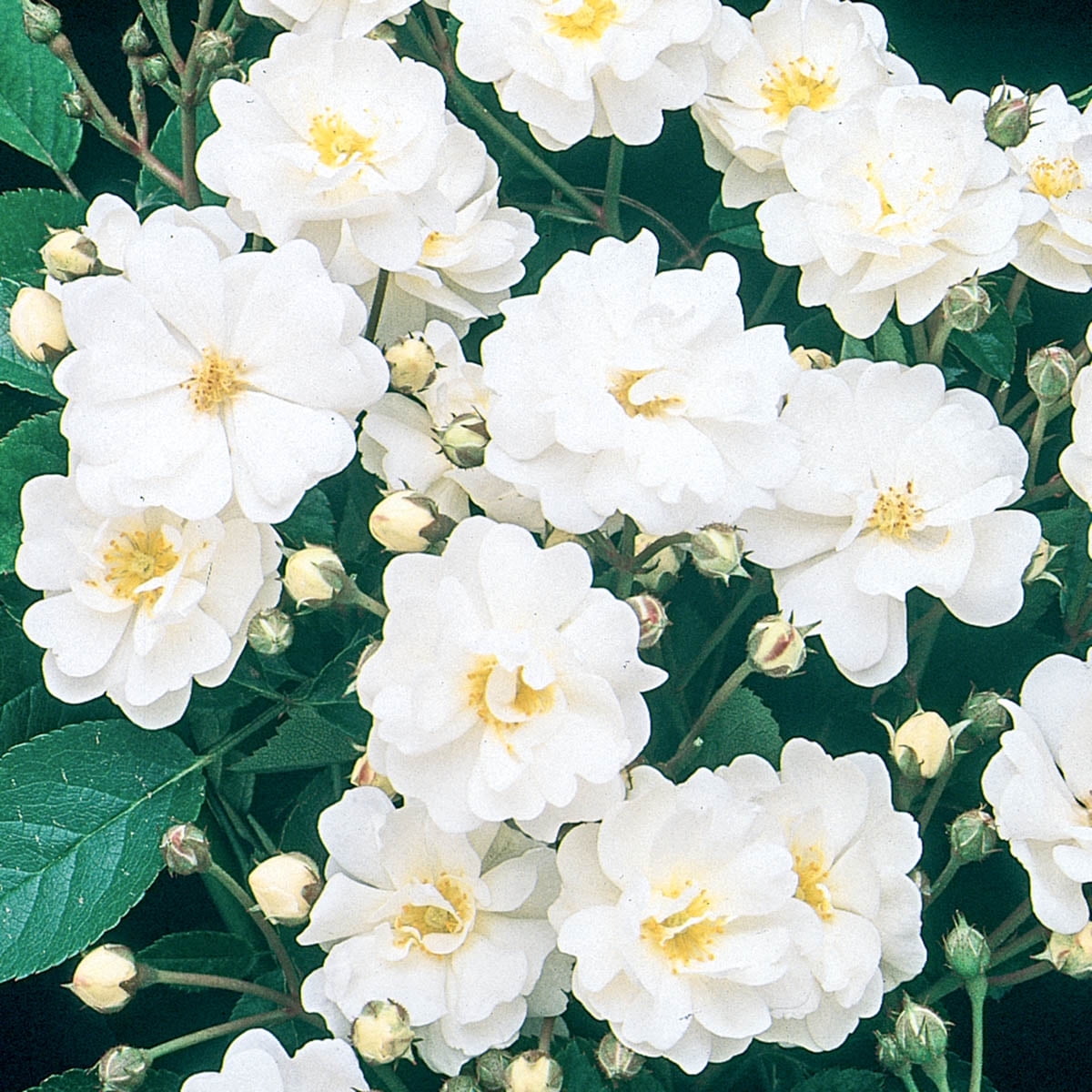 Gourmet Popcorn Shrub Rose Plant, Outside Flower with Green Leaves ...