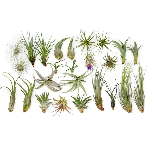 Grab Bag Pack Small & Medium Air Plants - Fertilizer Packet - Wholesale - Bulk - Live Tillandsia - Easy Care House Plant - Succulents (Pack of 25)