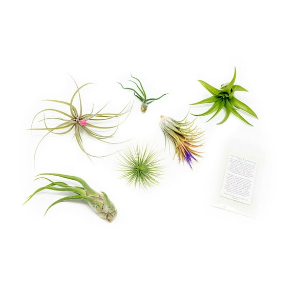 Grab Bag Pack Small & Medium Air Plants - Fertilizer Packet - Wholesale - Bulk - Live Tillandsia - Easy Care House Plant - Succulents (Pack of 6))