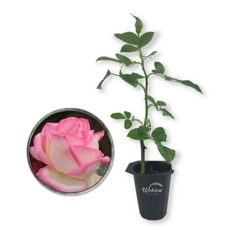 完売‼️ ALL ROSES LIVING PROOF Dash  完売‼️ ALL ROSES LIVING PROOF Dash Amazon.com: Forever Rose