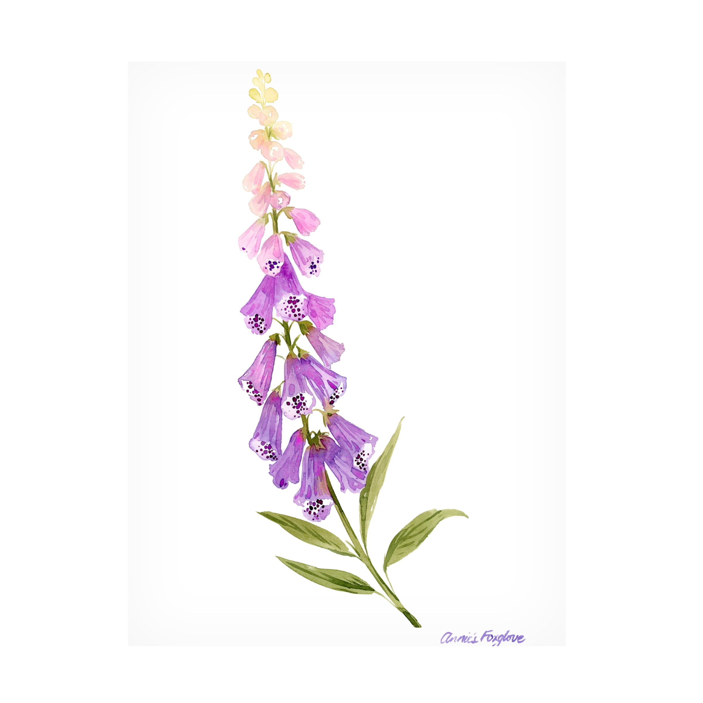 Grace Popp Purple and Pink Foxglove Canvas Art 19" x 14"