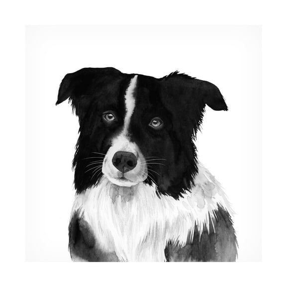 Grace Popp 'Border Collie II' Canvas Art