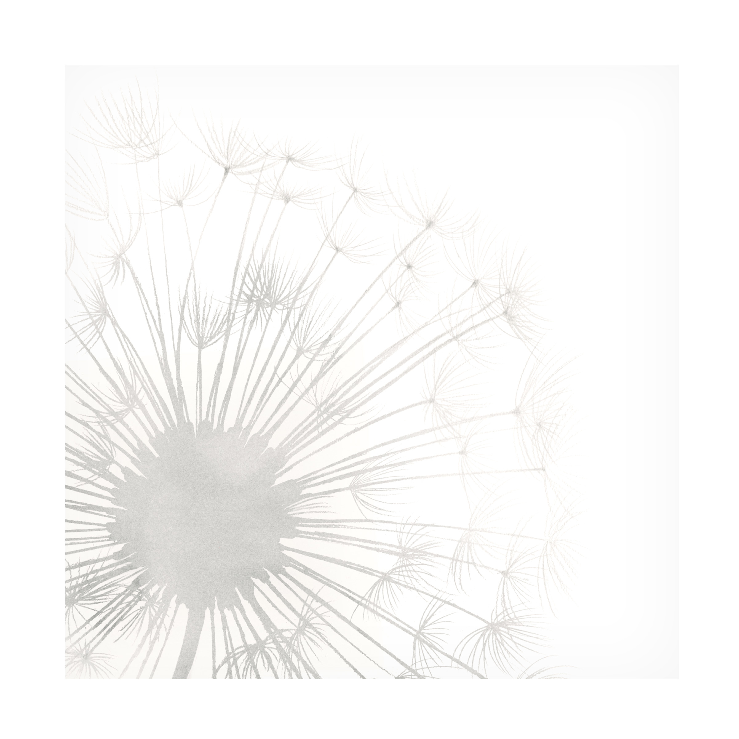 Grace Popp 'Dandelion Whisper I' Canvas Art