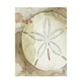 thumbnail image 1 of Grace Popp 'Dry Sand Dollar II' Canvas Art, 1 of 4