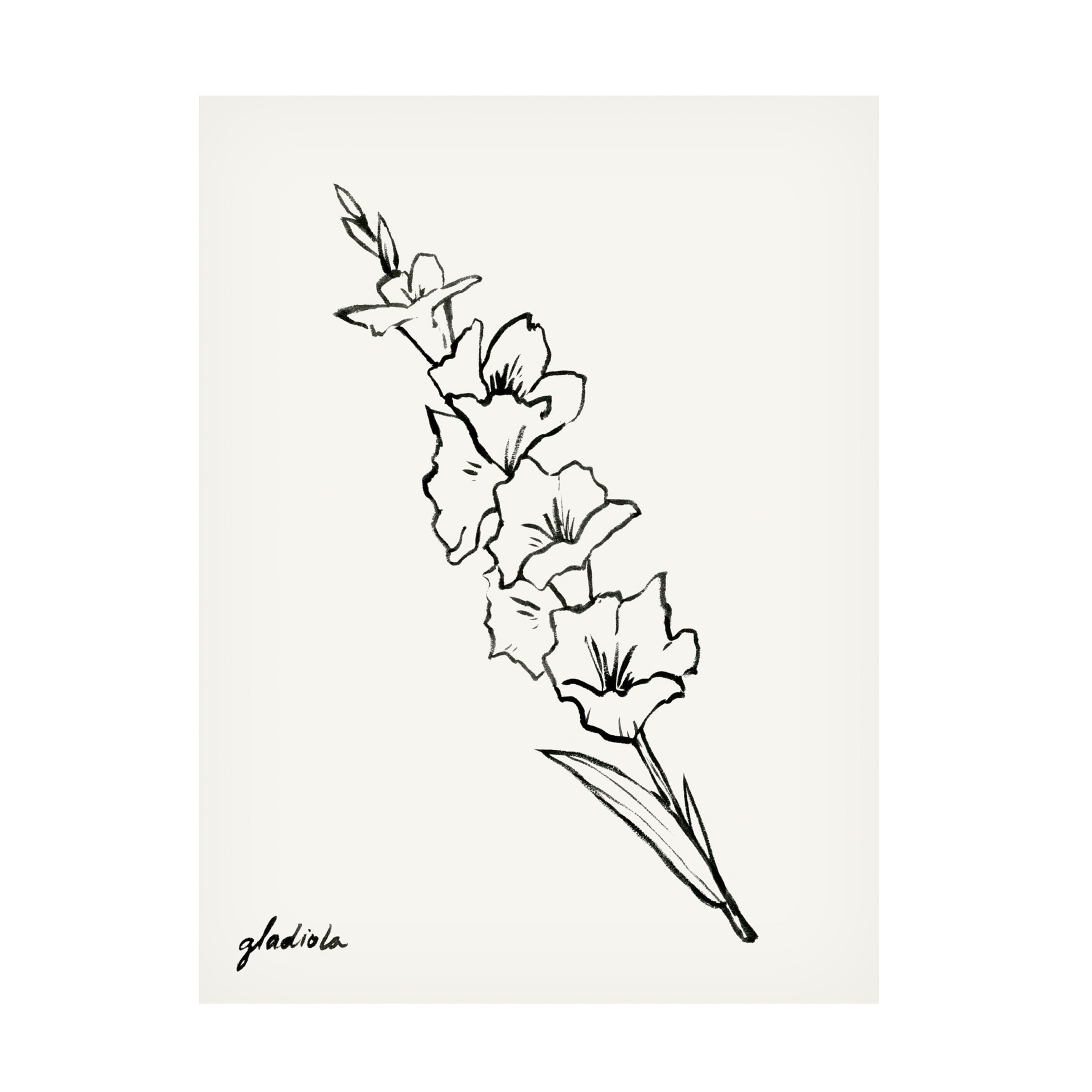 Grace Popp 'Gladiola Sketch I' Canvas Art