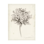 Grace Popp 'Graphite Chrysanthemum Study I' Canvas Art