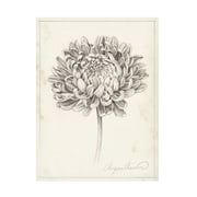Grace Popp 'Graphite Chrysanthemum Study II' Canvas Art