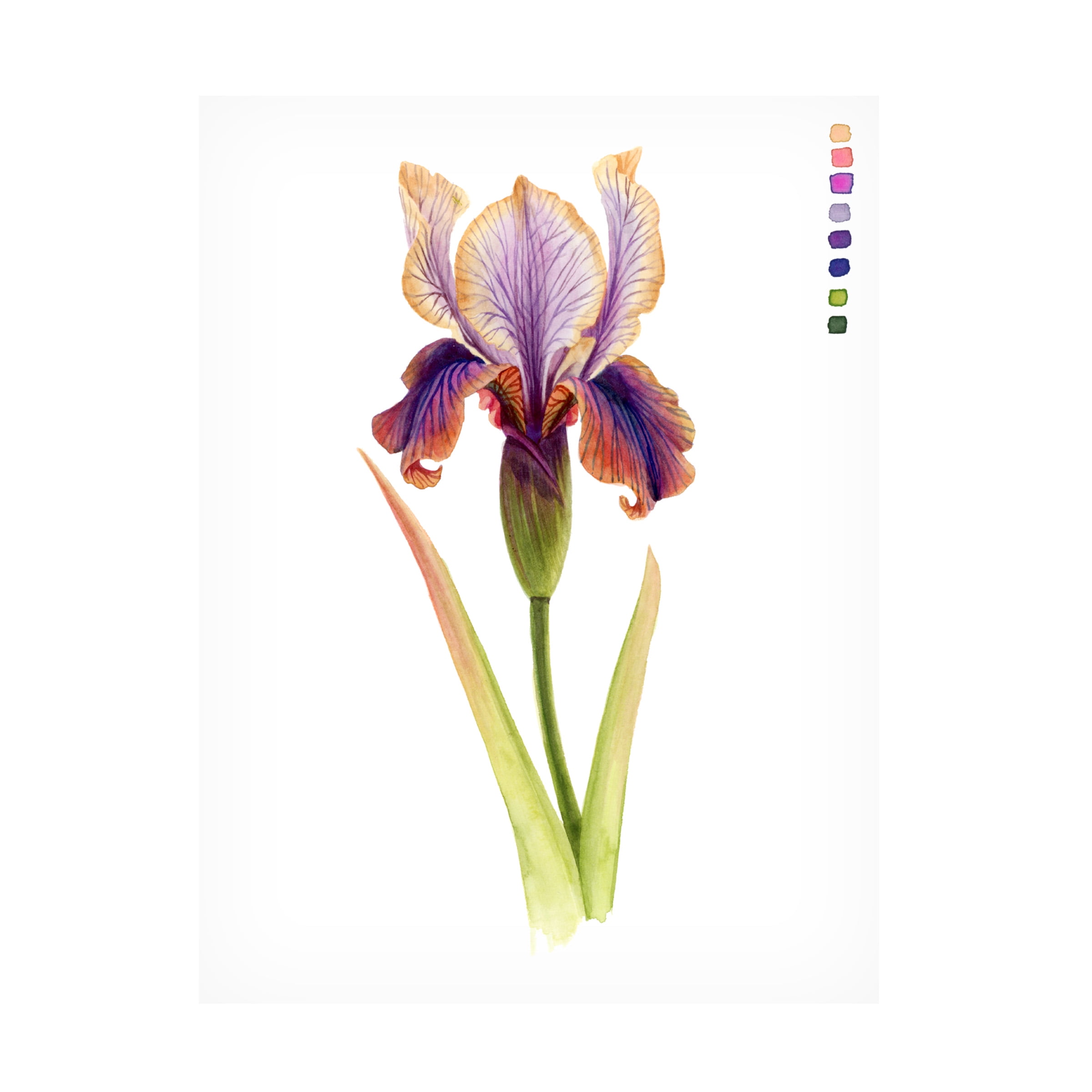 Grace Popp Rainbow Iris II Modern Canvas Art in White Frame