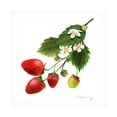thumbnail image 1 of Grace Popp 'Strawberry Study II' Canvas Art, 1 of 3