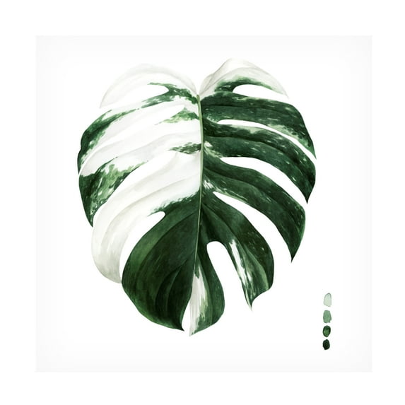 Grace Popp 'Variegated Monstera II' Canvas Art