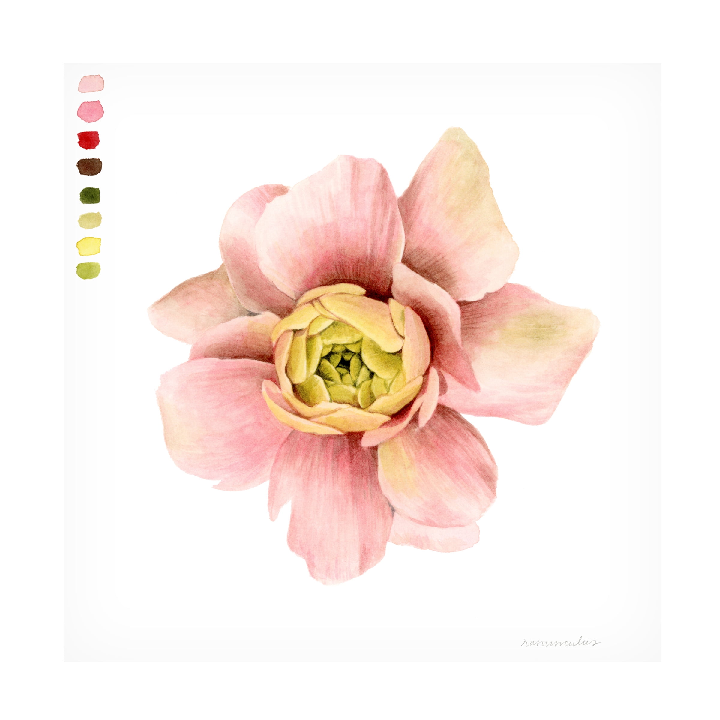 Grace Popp 'Watercolor Ranunculus Study I' Canvas Art