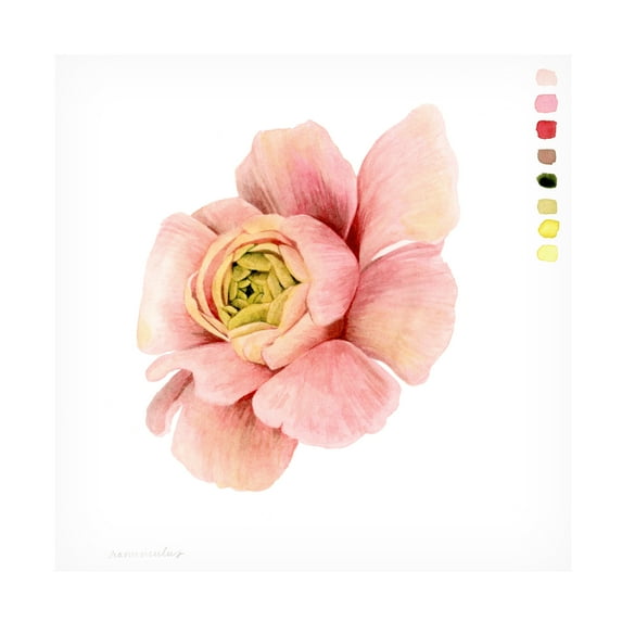 Grace Popp 'Watercolor Ranunculus Study II' Canvas Art