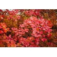 thumbnail image 1 of Grace Smokebush - 4" Pot - Cotinus - Orange/Red Color!, 1 of 4