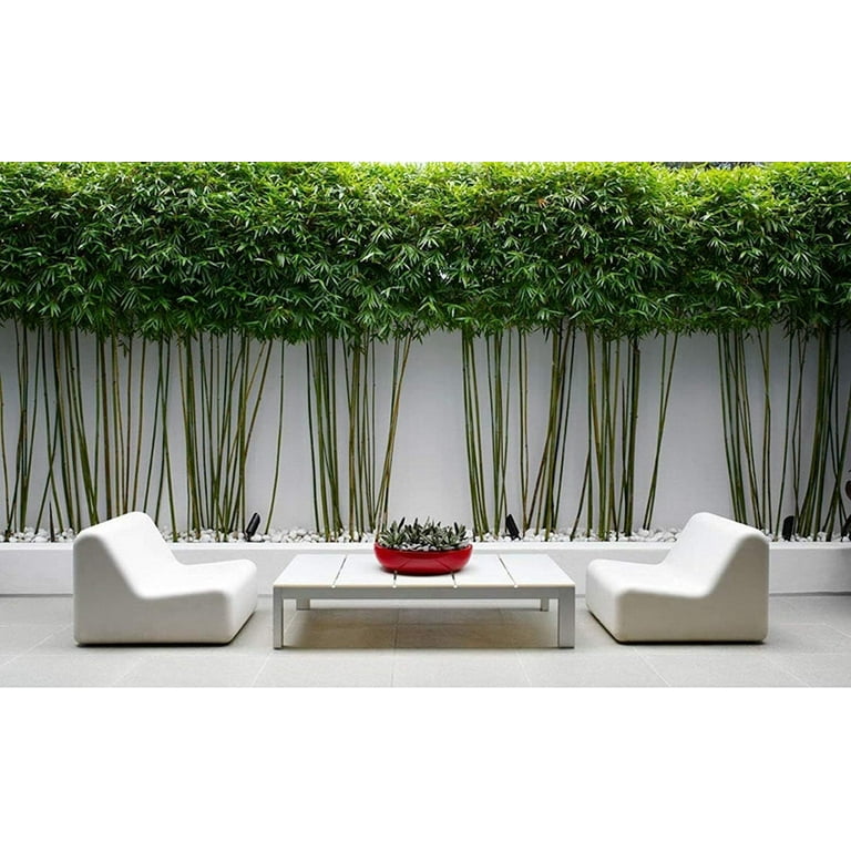 GIRUVI 「Grow on the Wall」Gracilius Graceful Bamboo Plant 2 Live Plants Bambusa Textilis