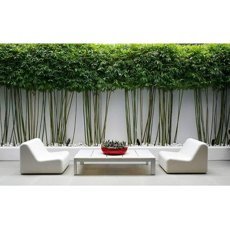 Graceful Bamboo Plant 3 Live Plants Bambusa Textilis Gracilis Privacy Screen Bamboo Fast-Growing Ornamental Garden Plants