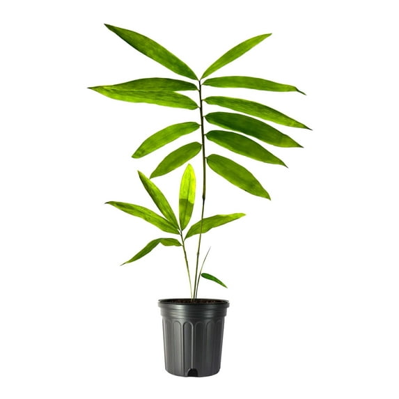 Graceful Bambusa Nutans Bongkhai Ever Bamboo 2 Large Gallon Size Plants Fast-Growing Privacy Screen Hardy & Lush Outdoor Greenery