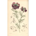 thumbnail image 1 of Graceful Gompholobium, Gompholobium Venustum Poster Print By ® Florilegius Mary Evans (24 X 36), 1 of 3