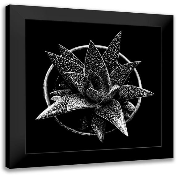 Graciet, Stephane 15x15 Black Modern Framed Museum Art Print Titled - Black and White Succulent