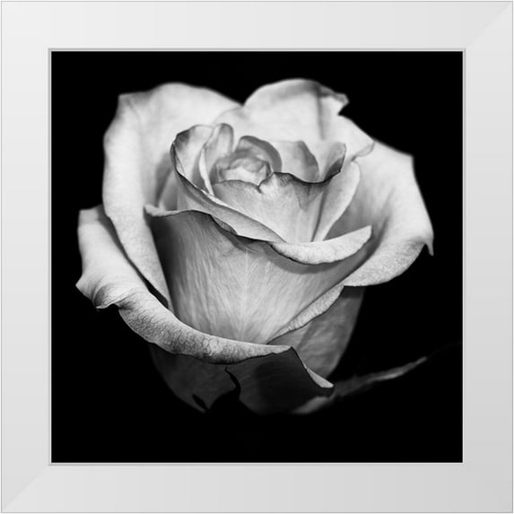 Graciet, Stephane 26x26 White Modern Wood Framed Museum Art Print Titled - Black and White Rose
