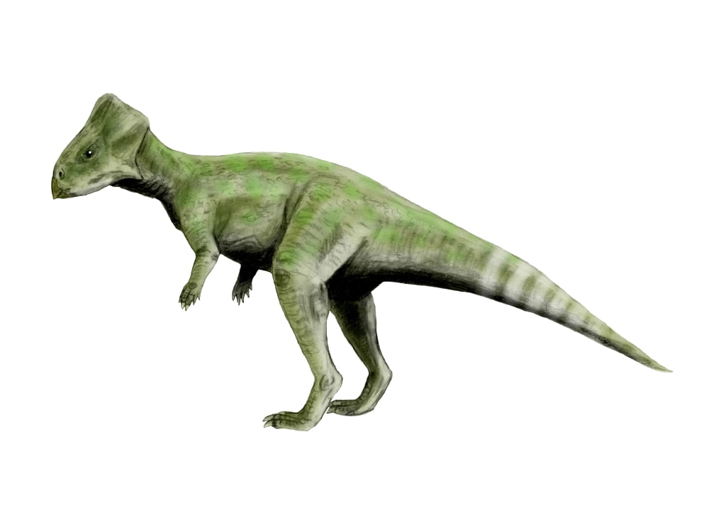Graciliceratops dinosaur Canvas Art - Nobumichi TamuraStocktrek Images (17 x 13)