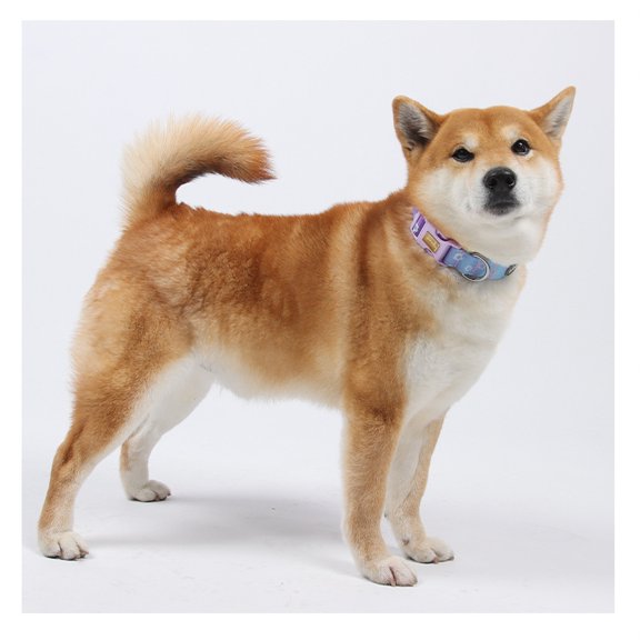 Gradient Printed Pet Collar With Engraving, Anti-Lost Dog Leash & Collar Set, Purple S For Small Dogs, Adjustable Neck Strap & Lead Rope