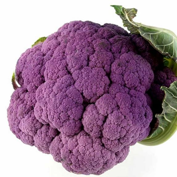 Graffiti Hybrid Cauliflower Seeds - 10 Seeds - Non-GMO, Purple - Vegetable Gardening Seeds by Mountain Valley Seeds