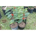 Grafted Lisa Atemoya Live Fruit Tree 3 Gallon.