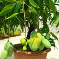 Grafted Mango Banganapalli (Live Tropical Fruit Tree ) 23ft Authentic