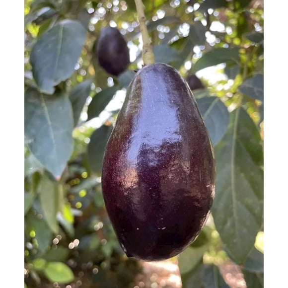 Mexicola Grande Avocado Grafted Tree. Cold hardy. Ships to all states in 3 gallons