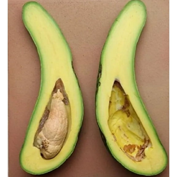 Grafted RUSSELL Long Neck Avocado Tree From 2 to 4 feet tall. We ship to ALL STATES