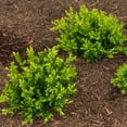 thumbnail image 1 of Graham Blondy Boxwood Broadleaf Evergreen Shrub, grown in a 2.25 Gallon Pot (1-Pack), 1 of 3